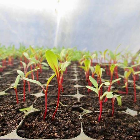 Quinta Dos Sabores Farm Houses Ribeira Grande Ngoại thất bức ảnh