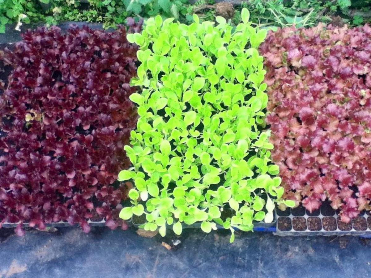 Quinta Dos Sabores Farm Houses Ribeira Grande Ngoại thất bức ảnh