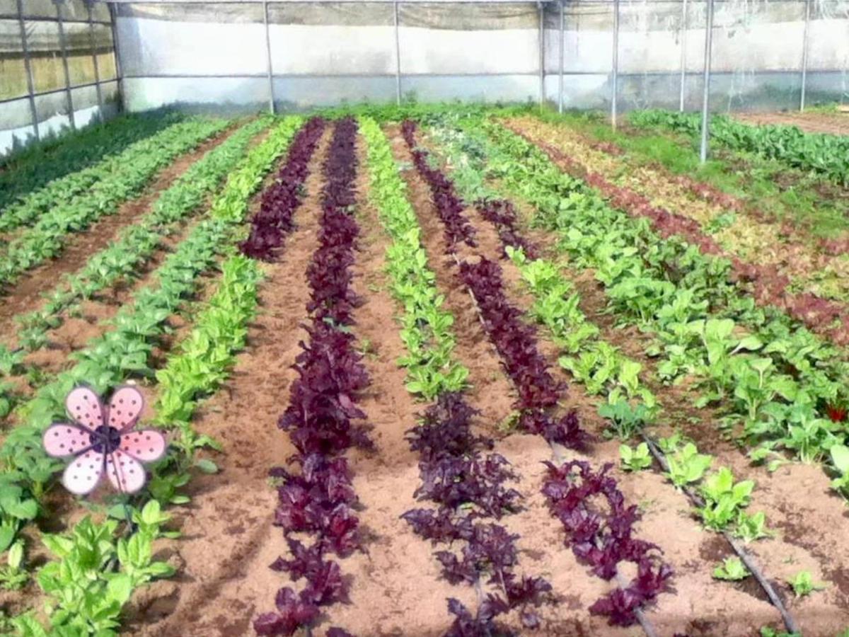 Quinta Dos Sabores Farm Houses Ribeira Grande Ngoại thất bức ảnh